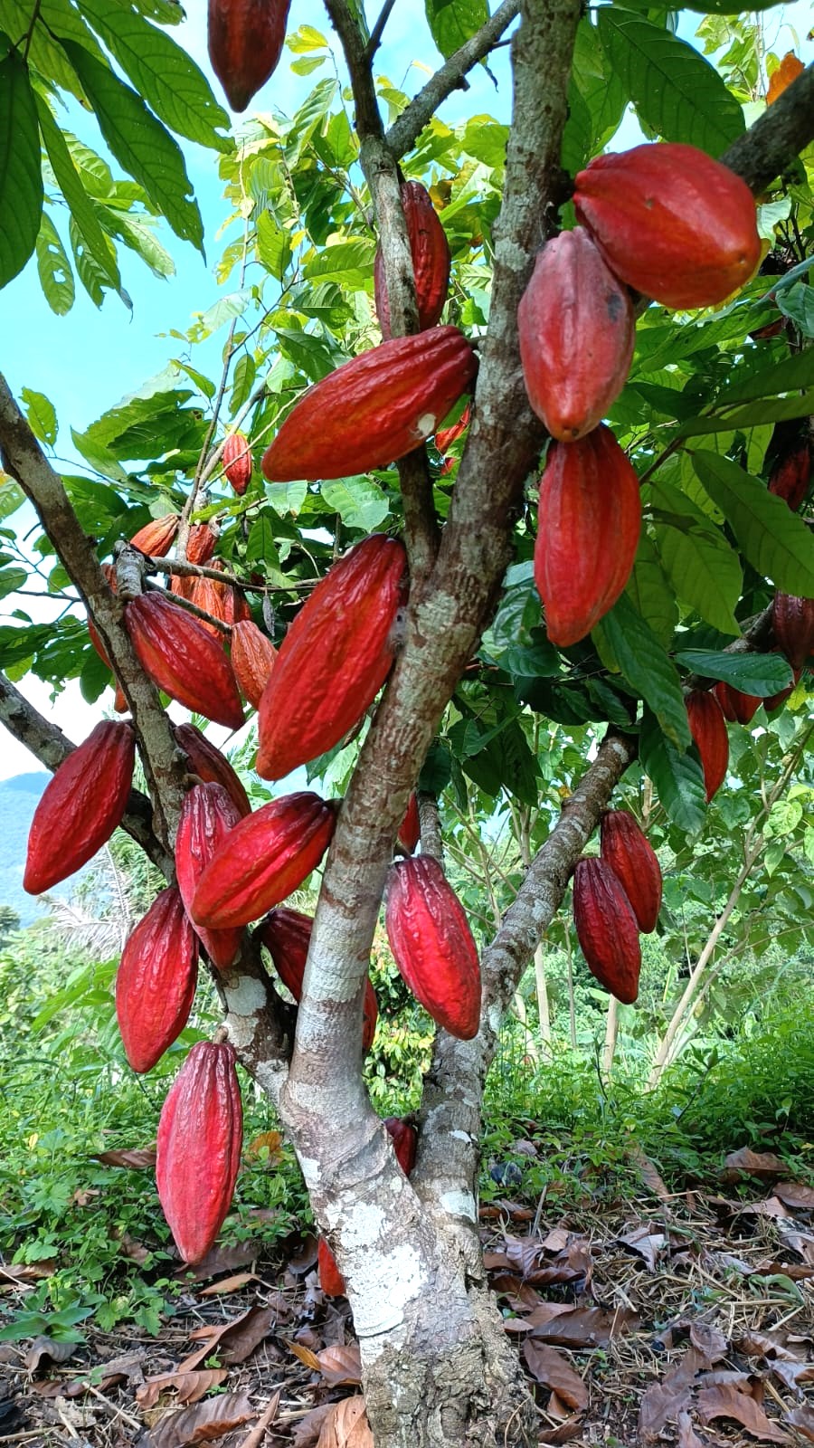 Finca 1