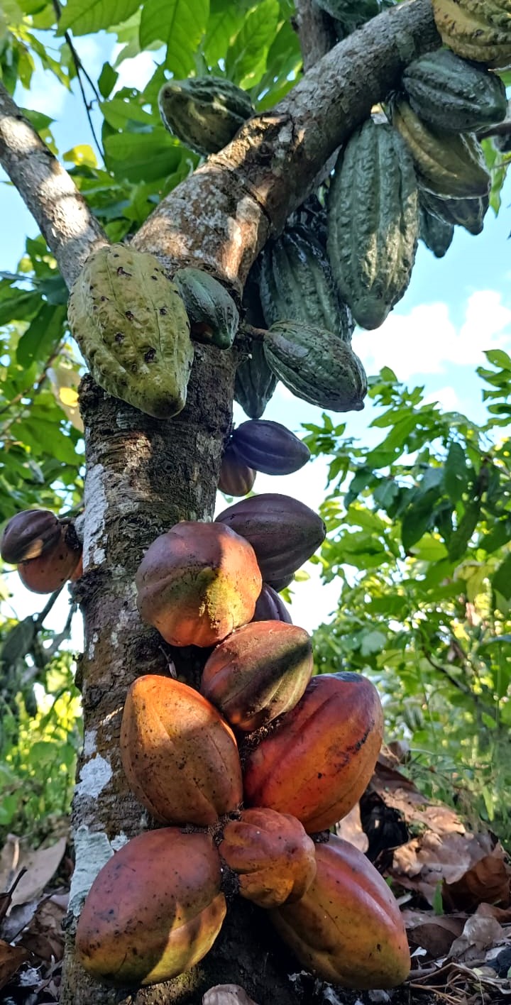 Finca 2
