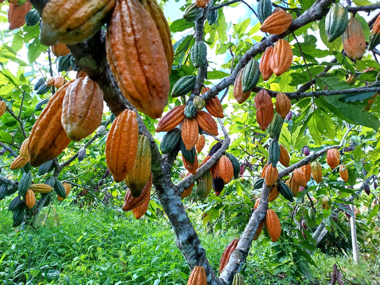 Finca 5