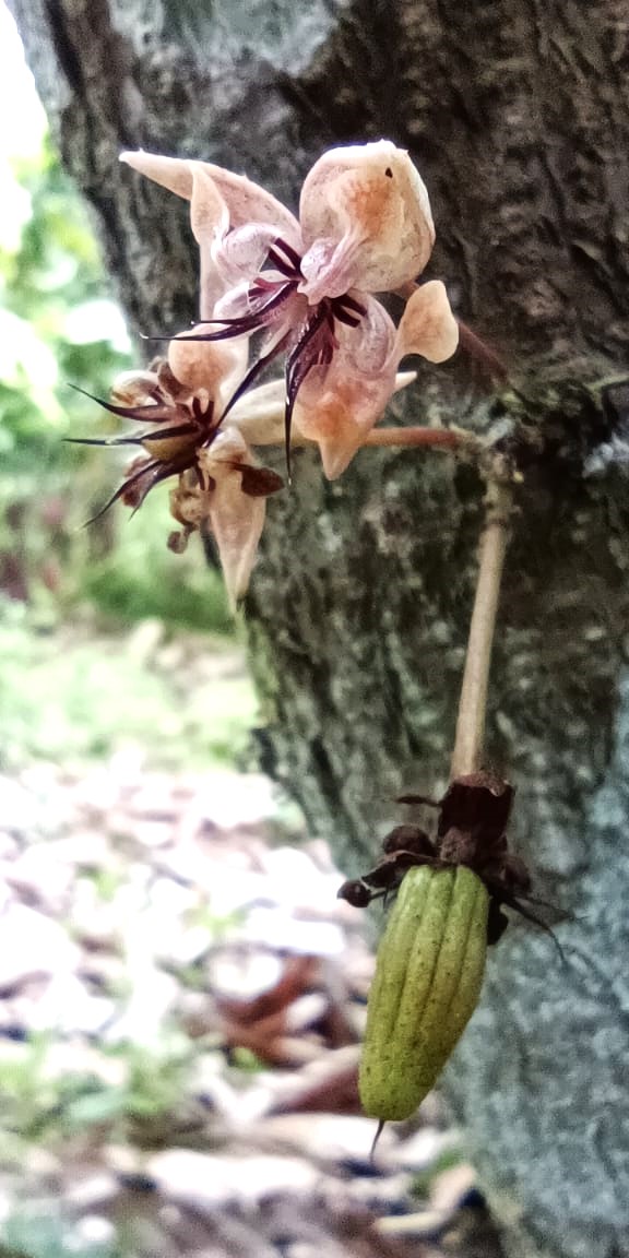 Finca 6